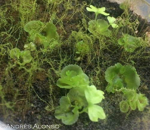 primeros esporófitos de helecho, reproducción de helechos por esporas