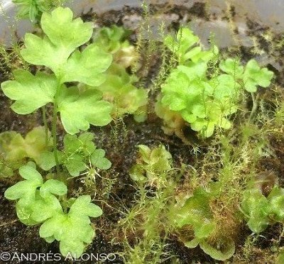 Esporófitos de helecho en la reproducción de helechos por esporas