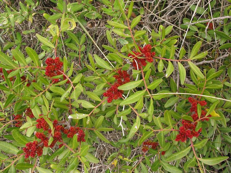 Lentisco (pistacia lentiscus)
