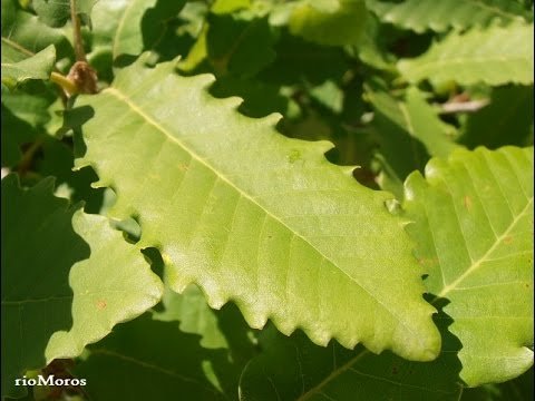 Quejigo andaluz (Quercus canariensis)