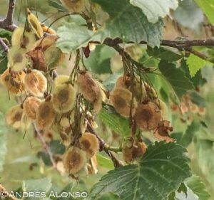 semillas de ulmus laevis