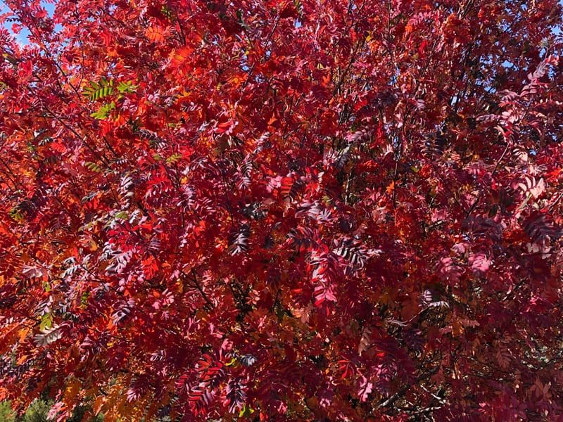 Hojas de serbal de cazadores (Sorbus aucuparia) rojo en otoño JPG