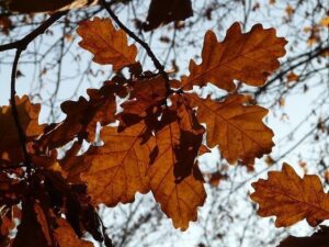 Hojas de quercus petraea