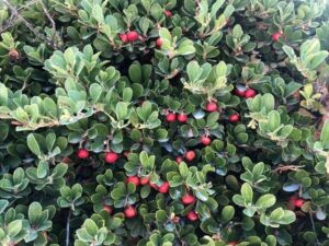 Gayuba con frutos rojos en otoño