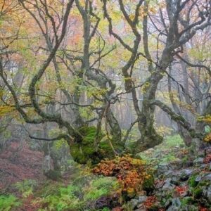 Haya en Otoño