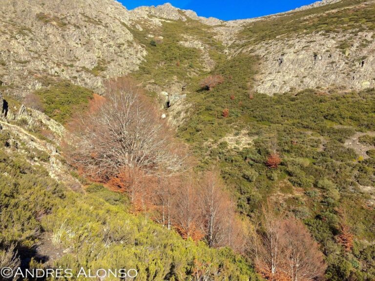 Hayas en barranco