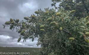 Rama de encina con bellotas