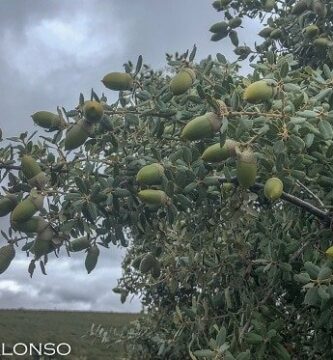 Rama de encina con bellotas