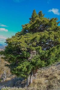 tejo taxus baccata