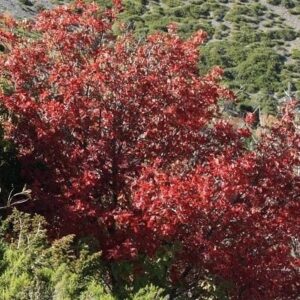 Serbal de cazadores rojo