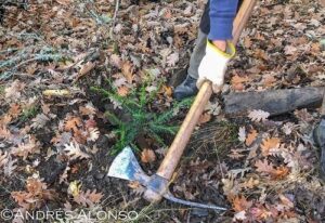 plantando tejos