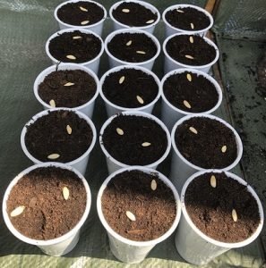 semillas de pepino sembradas