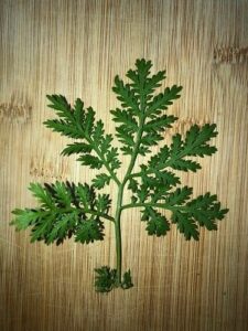 Artemisia annua, artemisa, ajenjo dulde o chino