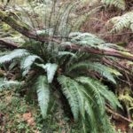 Blechnum spicant en bosque de pinos silvestres.