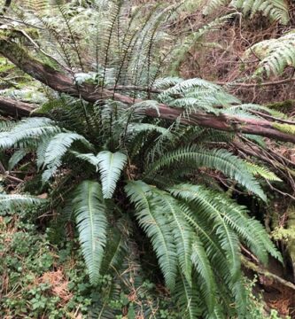 Blechnum spicant en bosque de pinos silvestres.