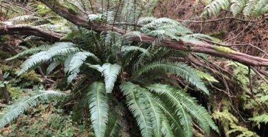 Blechnum spicant en bosque de pinos silvestres.