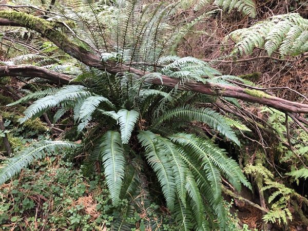 Blechnum spicant en bosque de pinos silvestres.