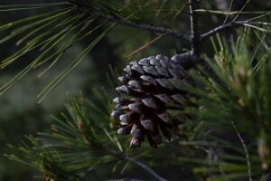 Piña de pinus halepensis - pino carrasco