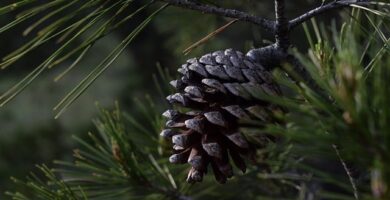 Piña de pinus halepensis - pino carrasco