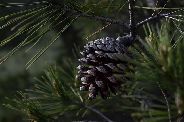 Piña de pinus halepensis - pino carrasco