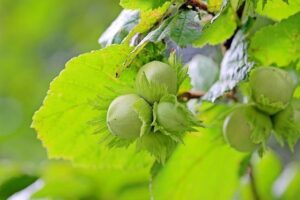 Avellanas en una rama de avellano (corylus avellana)