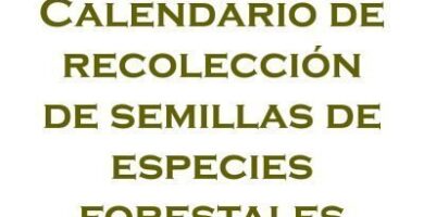 Calendario de recolleción de semillas forestales