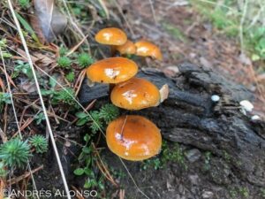 Rodal de Flammulina velutipes