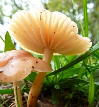 Senderuela - marasmius oreades