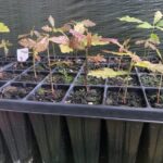 Quercus Petraea germinados