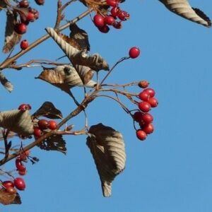 Frutos de mostajo (Sorbus aria)