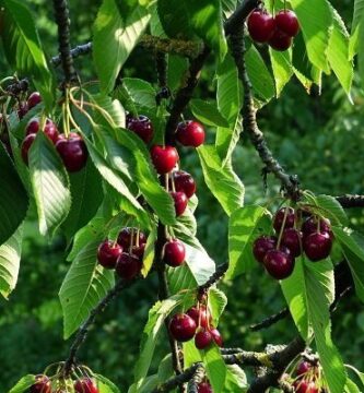 Cerezo silvestre (Prunus avium)