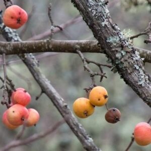 Manzano silvestre o maíllo con manzanas