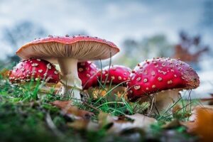 amanita muscaria