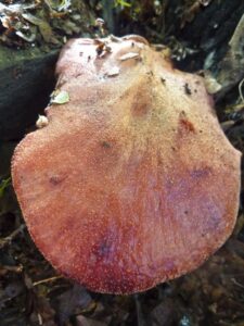 Fistulina hepatica