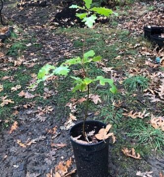 Transplante de roble albar (Quercus petraea)