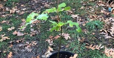 Transplante de roble albar (Quercus petraea)