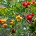 Madroño com frutos y flores