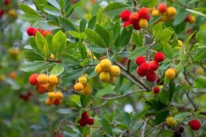 Madroño com frutos y flores