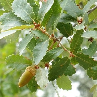Quejigo andaluz, Quercus canariensis