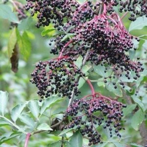 Sauco negro sambucus nigra con frutos