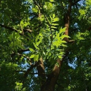 fresno de montaña, fraxinus excelsior