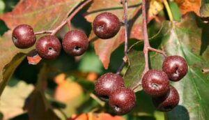 frutos de sorbus torminalis