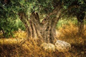 Tronco bifurcado de olivo (olea europaea)