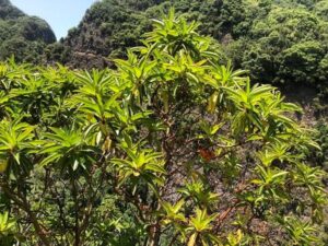 Madroño canario (Arbutus canariensis), en laurisilva de La Palma