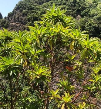 Madroño canario (Arbutus canariensis), en laurisilva de La Palma