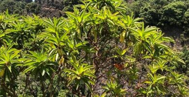 Madroño canario (Arbutus canariensis), en laurisilva de La Palma