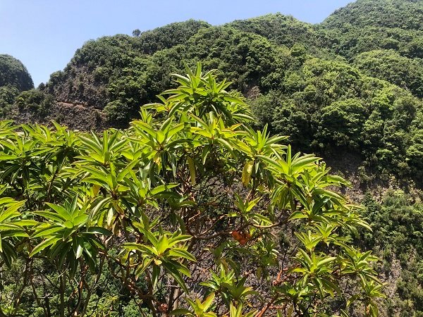 Madroño canario (Arbutus canariensis) en medio de la laurisilva en La Palma