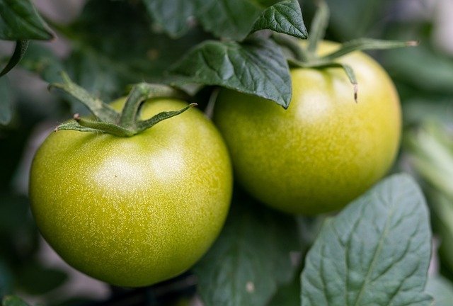 tomates verdes que no maduran
