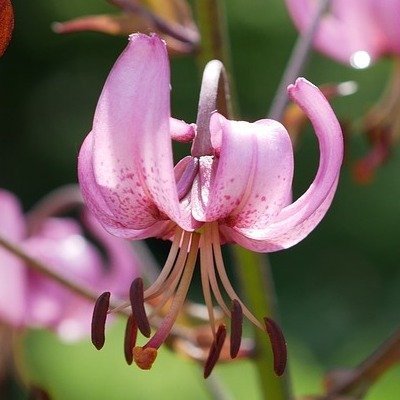 Flor de Lilium martagón