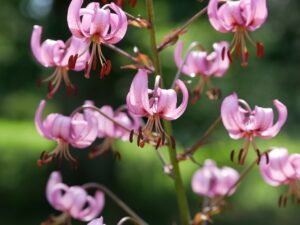 Flores de lilium martagon